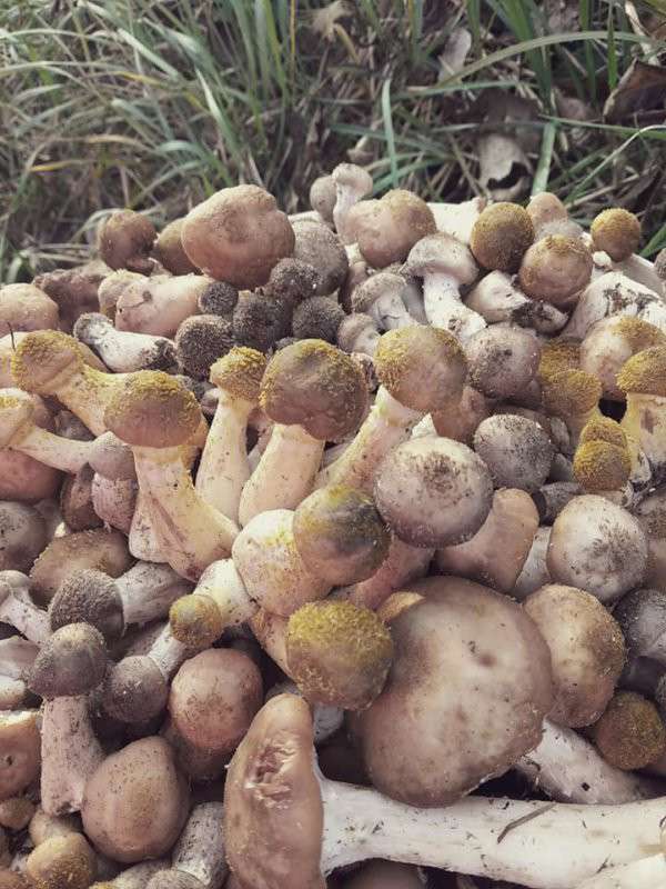 Від Тарнополя до Тернополя