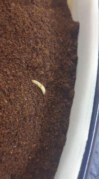 Від Тарнополя до Тернополя