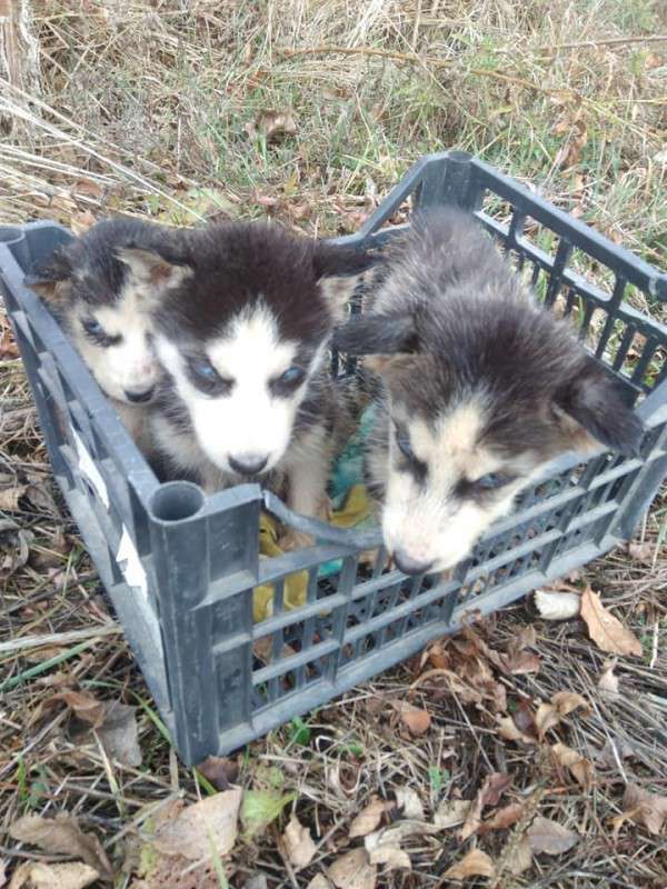 Від Тарнополя до Тернополя