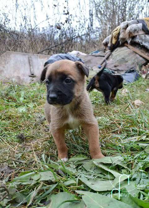 Від Тарнополя до Тернополя