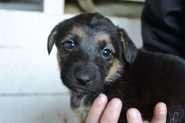 Від Тарнополя до Тернополя