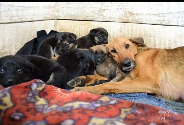 Від Тарнополя до Тернополя