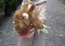 Від Тарнополя до Тернополя