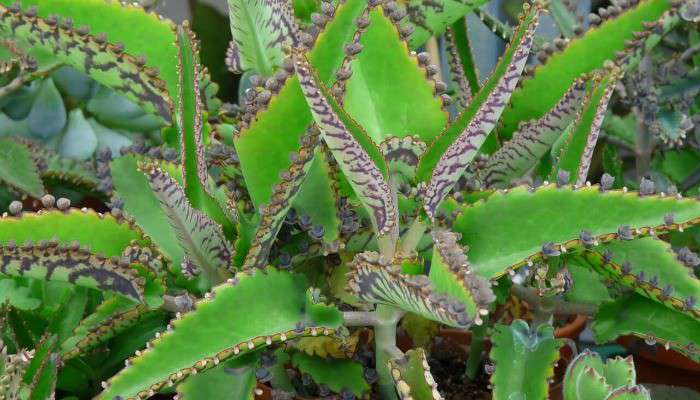 Від Тарнополя до Тернополя