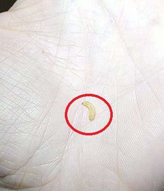 Від Тарнополя до Тернополя