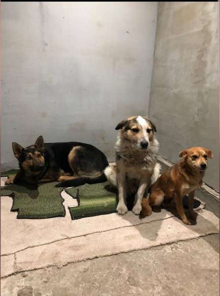 Від Тарнополя до Тернополя