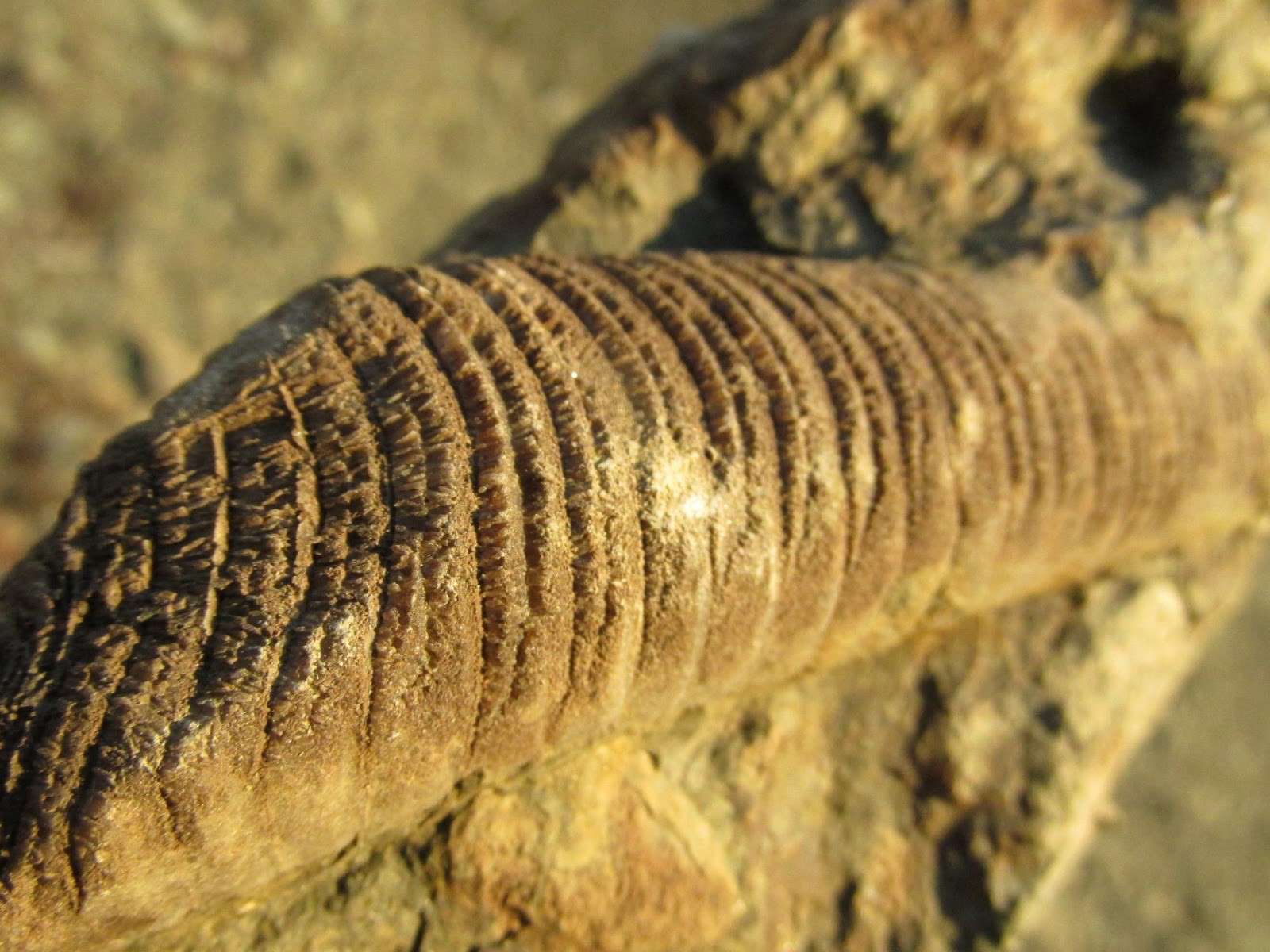 Від Тарнополя до Тернополя