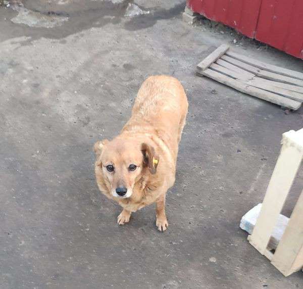 Від Тарнополя до Тернополя