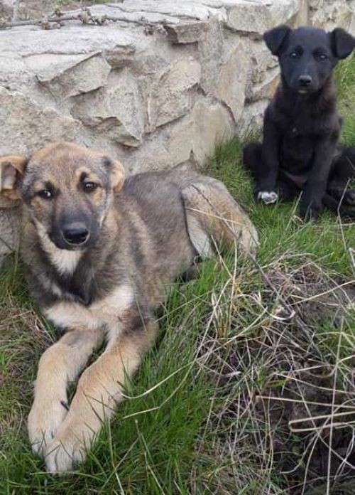 Від Тарнополя до Тернополя