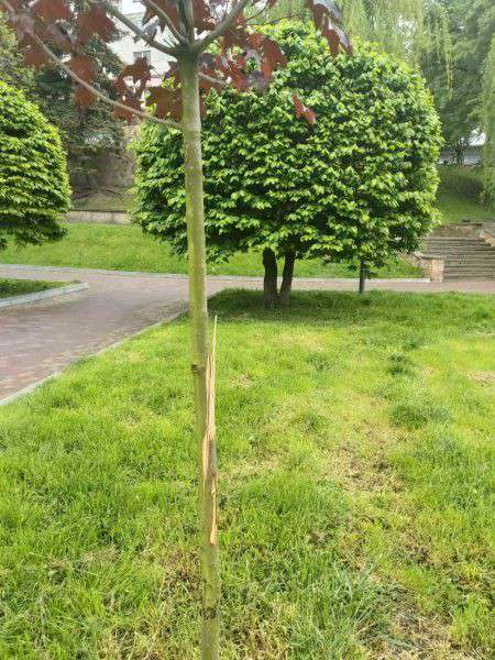 Від Тарнополя до Тернополя