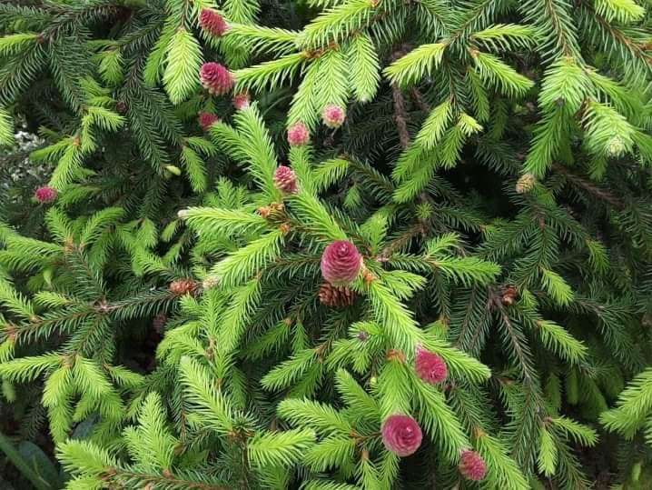 Від Тарнополя до Тернополя