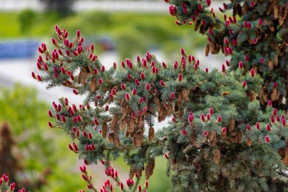 Від Тарнополя до Тернополя