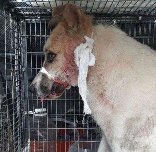 Від Тарнополя до Тернополя