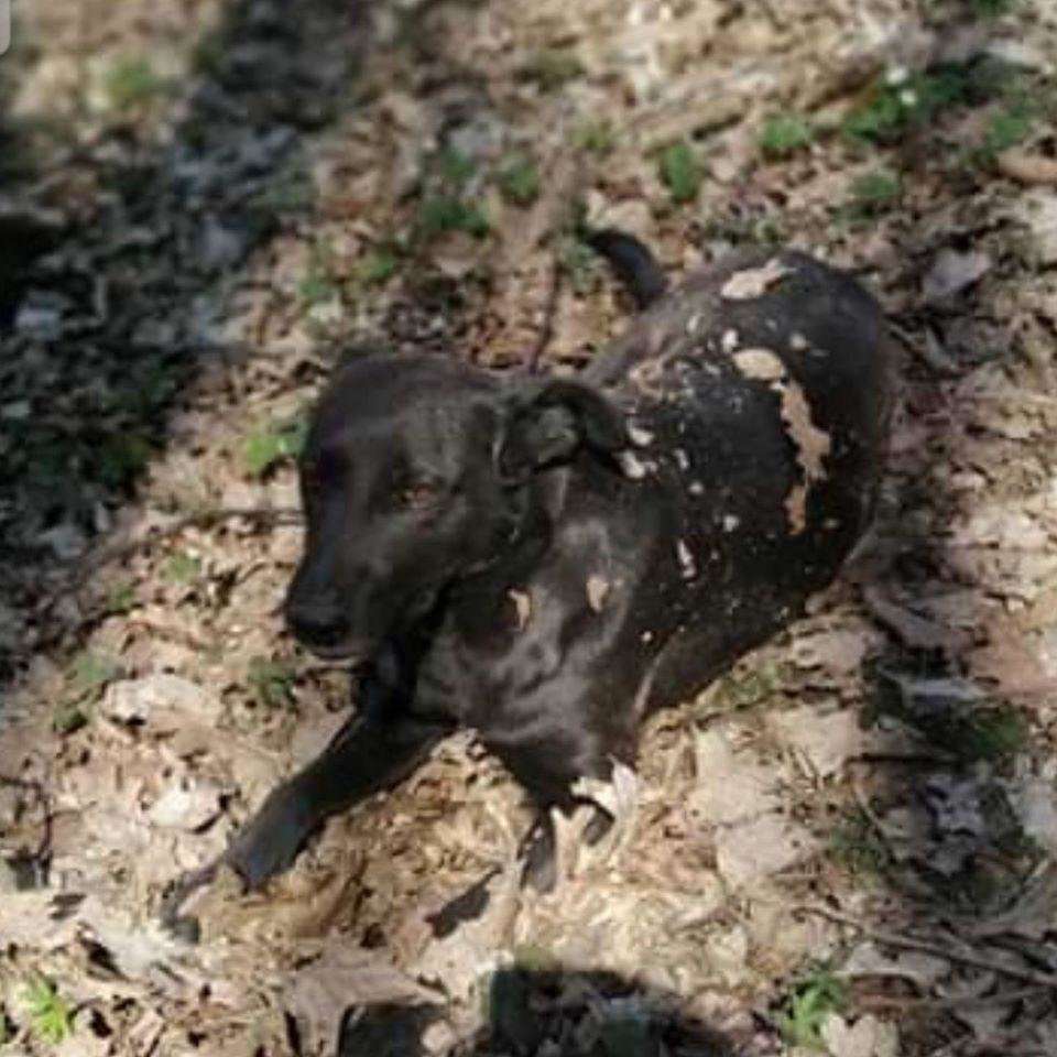 Від Тарнополя до Тернополя