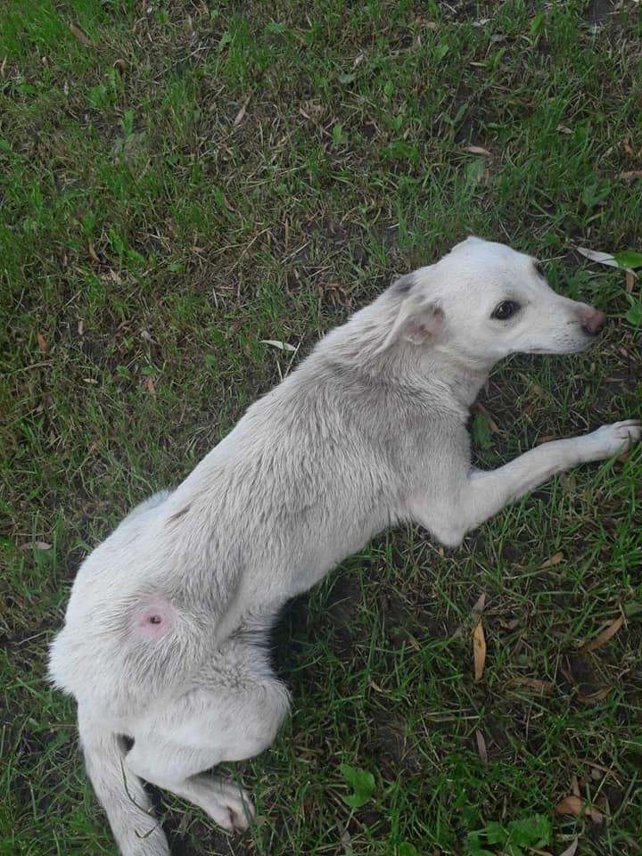 Від Тарнополя до Тернополя