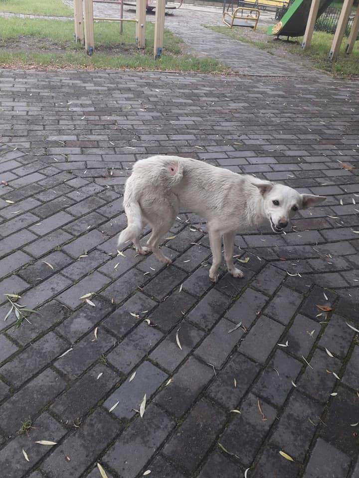 Від Тарнополя до Тернополя