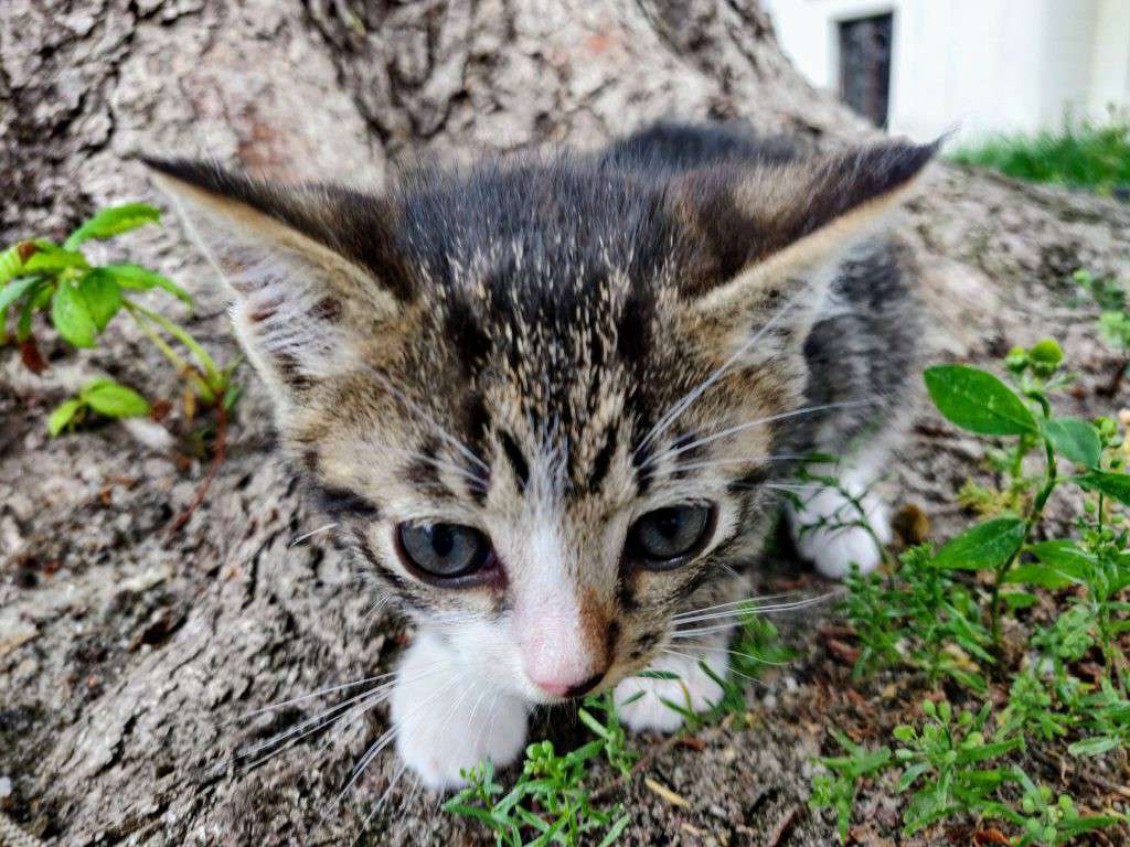 Від Тарнополя до Тернополя