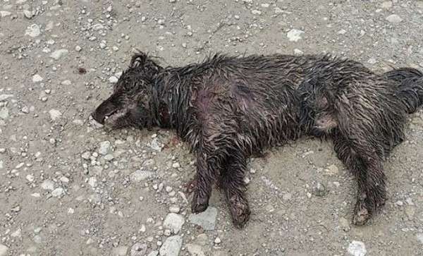 Від Тарнополя до Тернополя