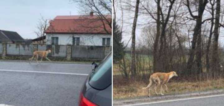 Від Тарнополя до Тернополя