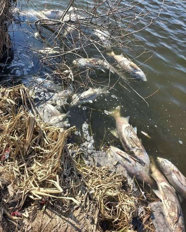 Від Тарнополя до Тернополя