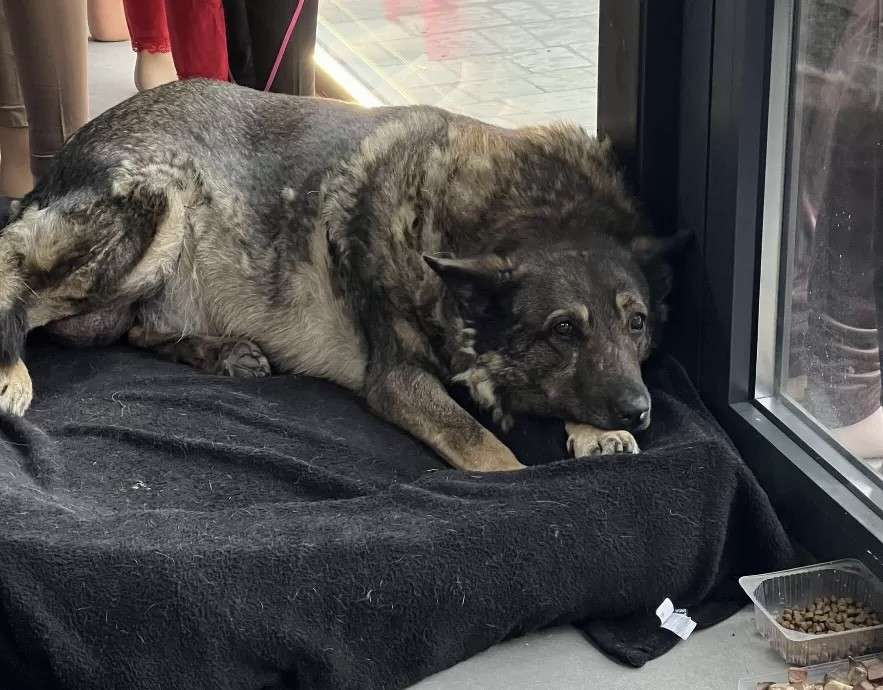 Від Тарнополя до Тернополя