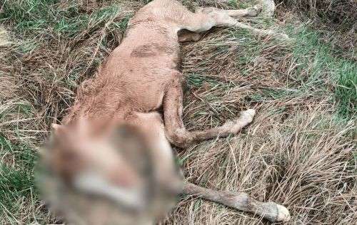 Від Тарнополя до Тернополя