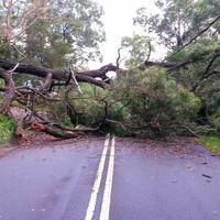 Повалені дерева та села без світла - наслідки негоди на Тернопільщині