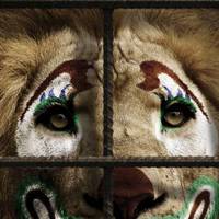 Тернополяни виступили за заборону цирку з тваринами