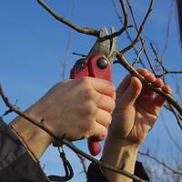 В тернопільських парках обрізають дерева