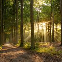 Що думають тернополяни про ідею урядовців приватизувати ліси?