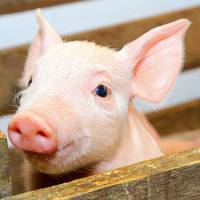 Через спалах африканської чуми Білорусь відмовилась від свинини з Тернопільщини