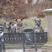 В Тернополі стерелізують безпритульних тварин