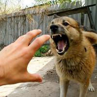 Зграя безпритульних собак нападає на тернополян