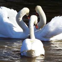 В Хоросткові верблюд, а в Ланівцях лебеді зимуватимуть