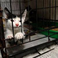 Купила напівмертвого кота за 40 гривень: чи заборонять роботу нелегального ринку на Шептицького?