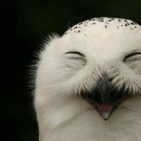 Кумедна сова з людським сміхом змусить реготати кожного