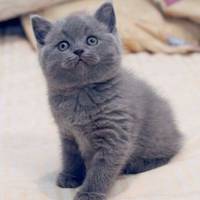 Господар прикріпив до нашийника камеру, щоб дізнатися про пригоди його домашнього улюбленця. Цей кіт зробить ваш день!