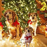 Східний гороскоп на 2018 рік: А що підготував Жовтий собака для Тебе?