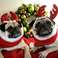 Креативні СМС-привітання з Новим 2018 роком