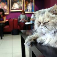 В Тернополі є ресторація, де можна відпочити з домашнім улюбленцем