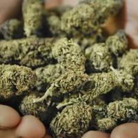 В 47-річного жителя Збаражчини вилучили марихуану