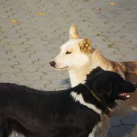 Собак, яких стерилізували у Чернівцях, повернули в Чортків