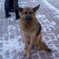 В Бучачі діти петардами жорстоко познущалися над собакою (ФОТО)