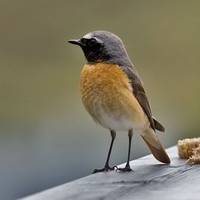 На Тернопільщині рахують пташок