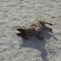 Зявилось жорстоке відео як в Кременці труять собак (ВІДЕО 18+) НЕ рекомендовано до перегляду