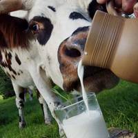 Хороша новина: заборони на купівлю молока у населення не буде