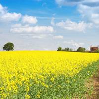 Землі, які знаходяться поза межами населених пунктів, передаватимуть у власність громад