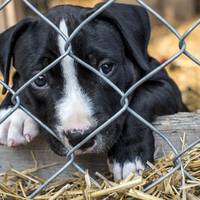 Тернопільська поліція обіцяє прикрити концтабір для тварин на Шептицького