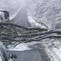 У Тернополі на дорогу сьогодні вночі впало дерево