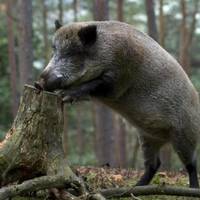 На Тернопільщині збільшують відстріл диких кабанів, щоб не допустити поширення чуми свиней